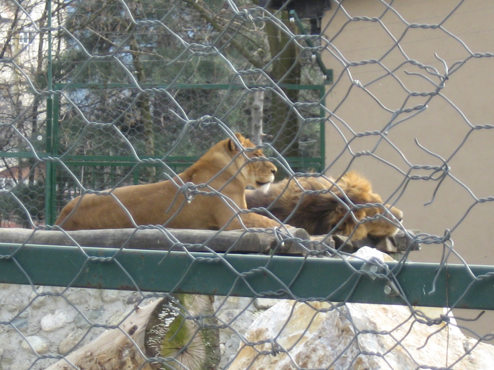 Animals in Skopje ZOO Lions in Skopje ZOO