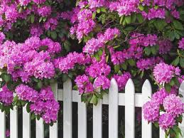 Tn Nursery Blog: Best Shrubs to Use in Landscaping