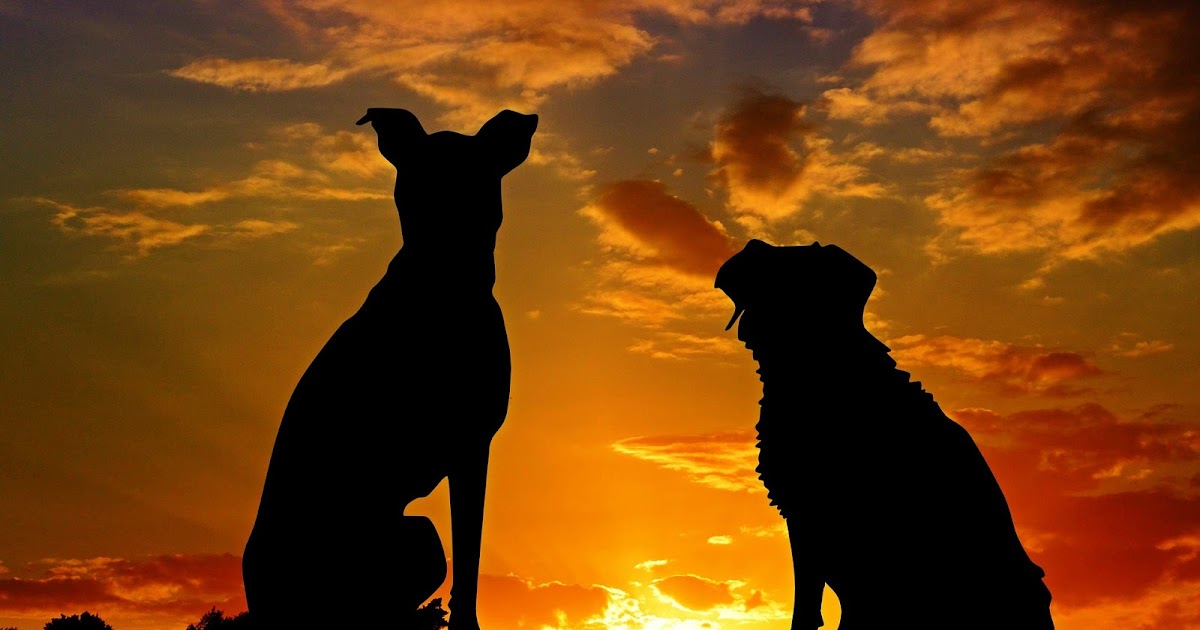 Learn To Channel Talking to Spirit Dogs