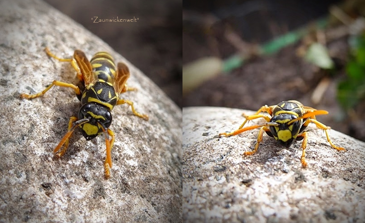 Zaunwickenwelt : Auffällige Wespen...