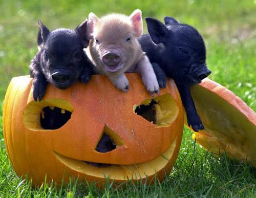 Funny halloween animals 25