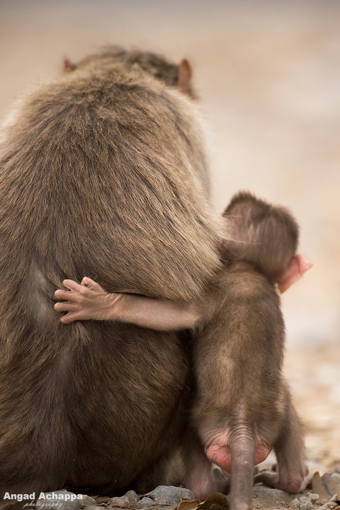 bonnet macaque, monkey, monkeys, baby animals, baby monkey,  Bandipur, Bandipur National Park, Karnataka, India, Wildlife Photography, Indian Wildlife, top indian wildlife photographers, top indian photographers, top indian bird photographer