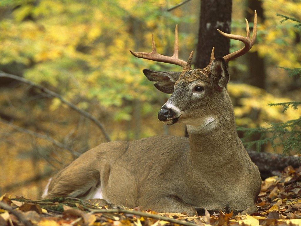 Top 22 Most Beatiful Beautiful DEER Wallpapers In HD