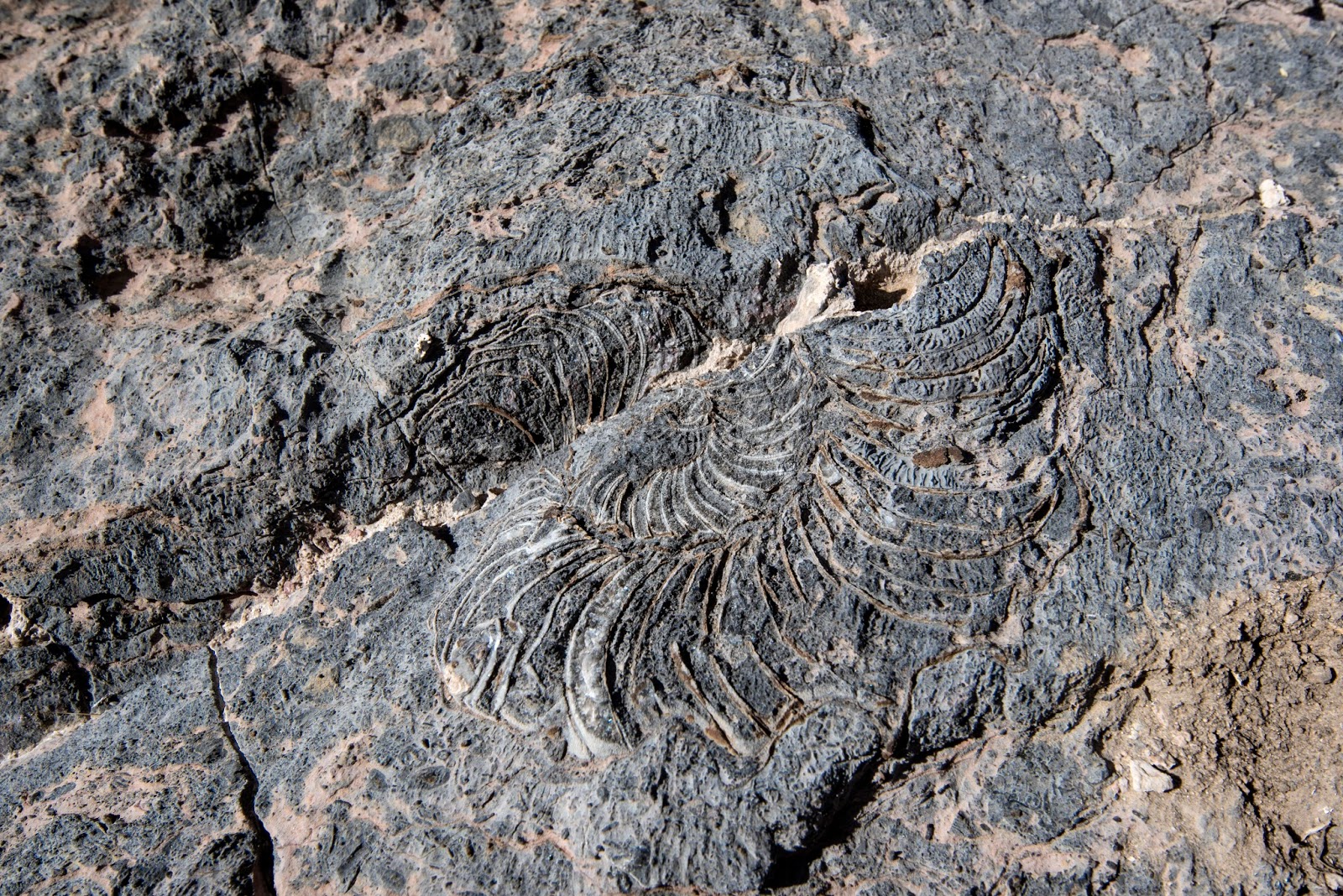 FOSSIL SNAIL CANYON, 3AIII. DEATH VALLEY NATIONAL PARK, CALIFORNIA