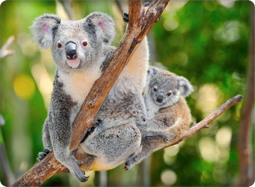 أجمل 10 مناطق للحياة البرية