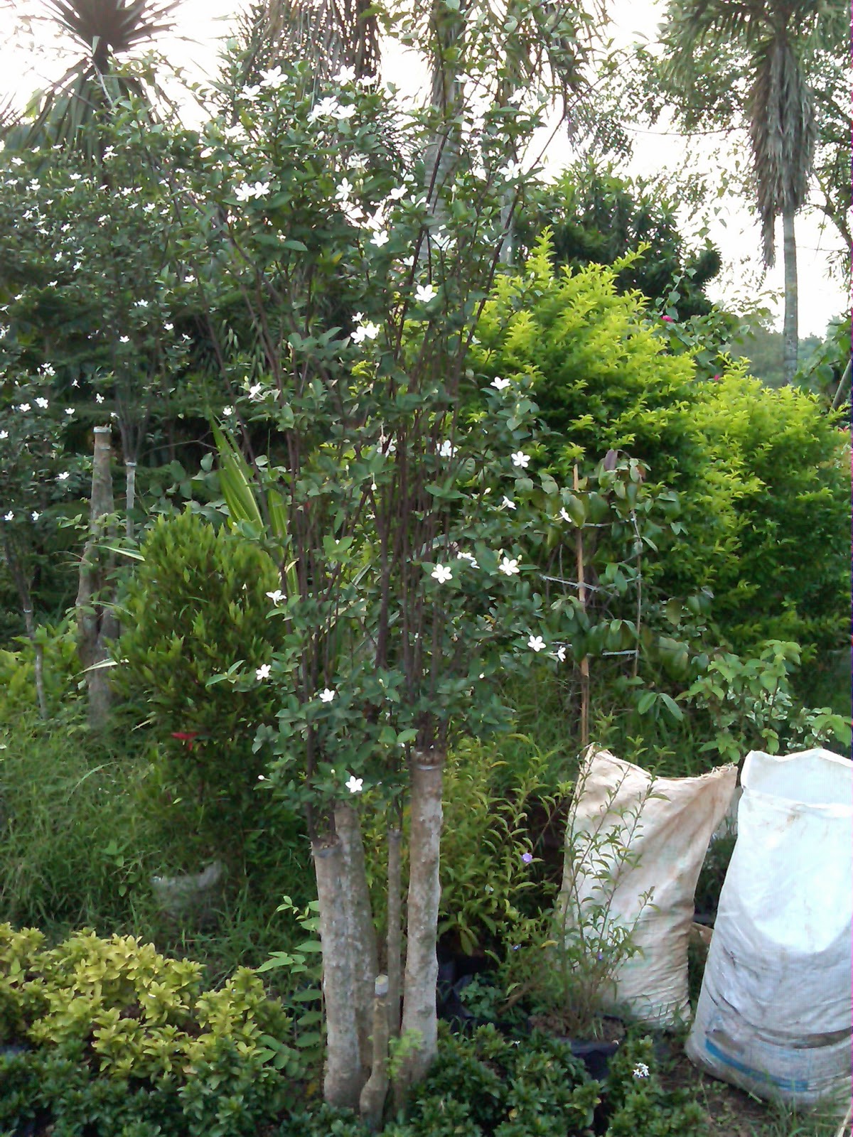 Tanaman Pohon Bonsai Bunga  Melati  Jasmine Pusat Tanaman Hias