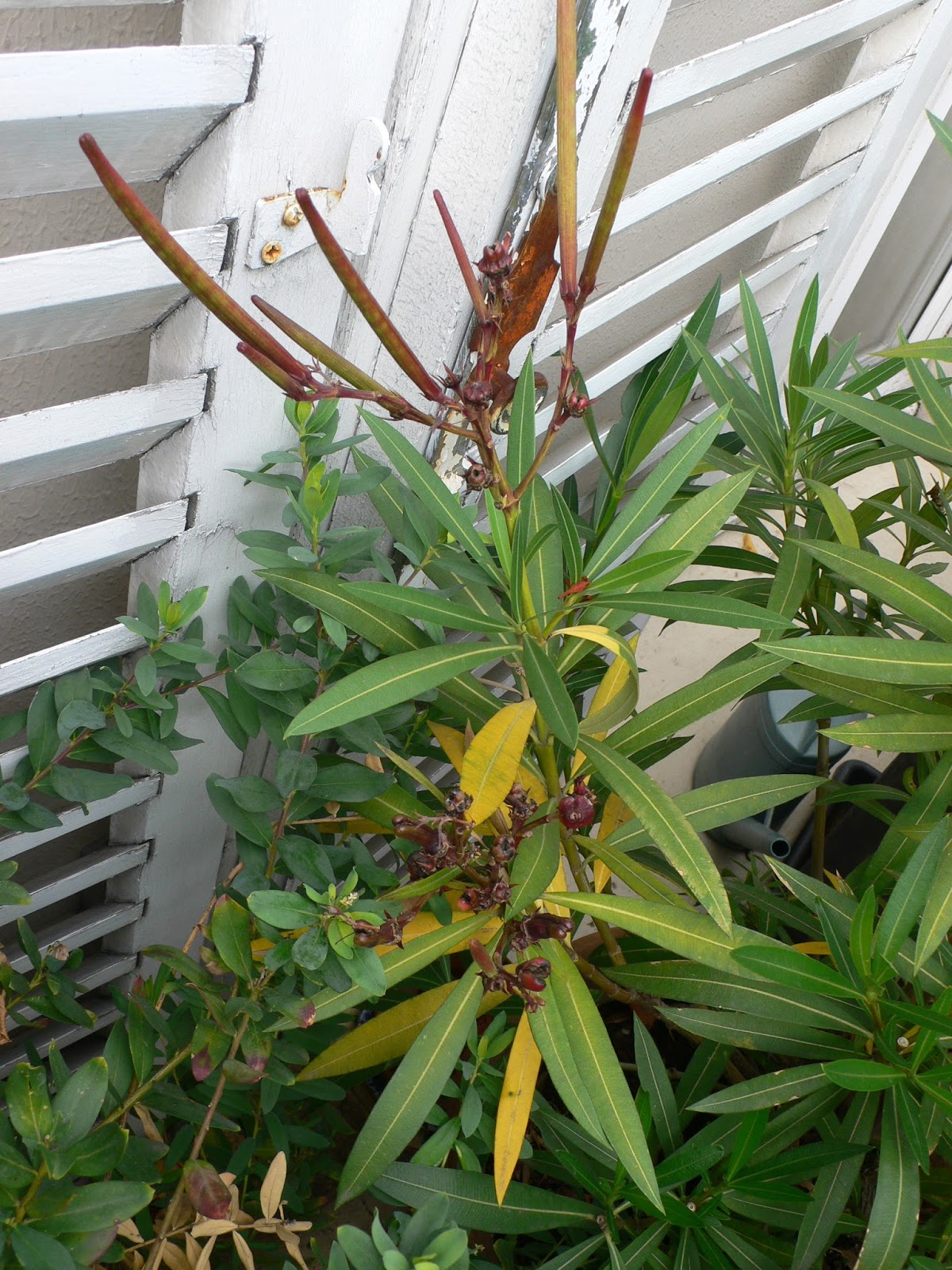 maladie du laurier rose France News Collections