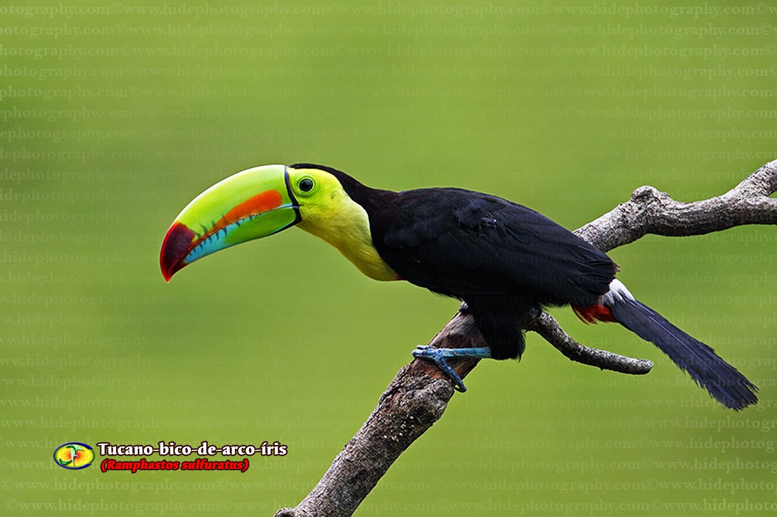Zoologia Tucanobicodearcoíris (Ramphastos sulfuratus) Zoologia Tucanobicodearcoíris (Ramphastos sulfuratus)