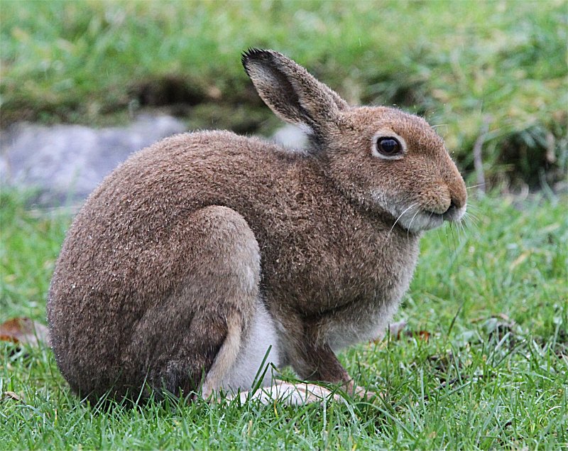 Murf’s Wildlife : Irish Hare
