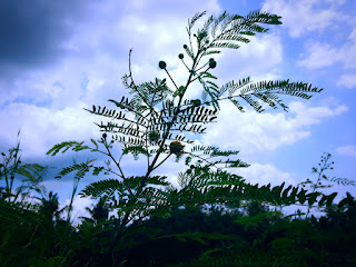 The Sky From Wild Plants In The Rice Fields At Ringdikit Village, Buleleng, North Bali, Indonesia