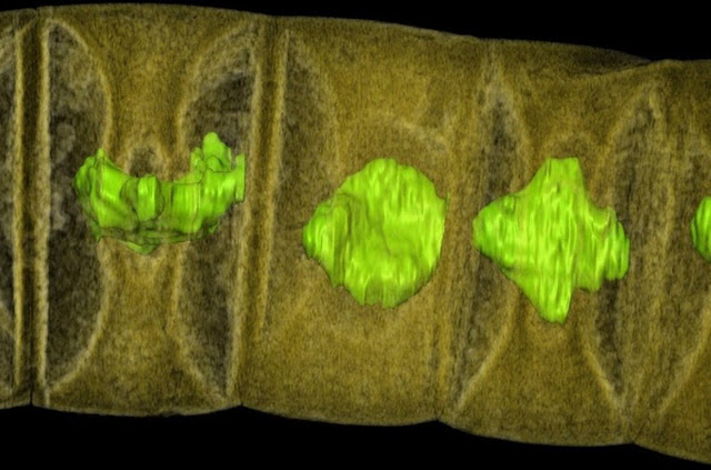 Oldest Plant-like Fossils Discovered Are 1.6 Billion Years Old