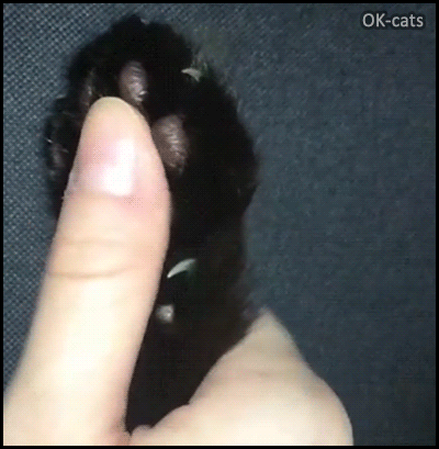 Scary Cat GIF • Caution Behind the soft jelly bean toes they are sharp claws - Boomerang effect Scary Cat GIF • Caution Behind the soft jelly bean toes they are sharp claws - Boomerang effect