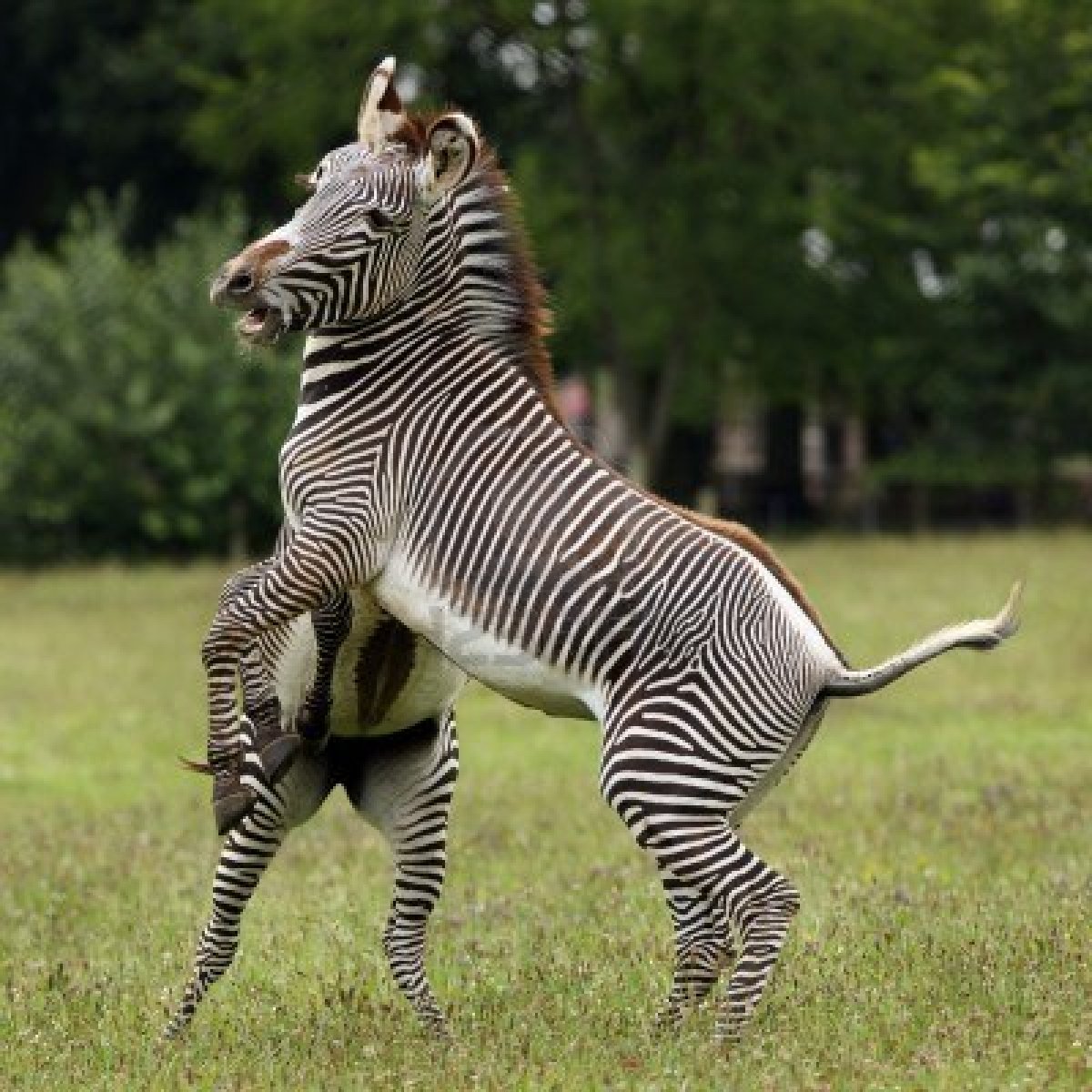 Animal Zoo Life: Zebra pics Zebras Zebra Pictures of zebras Zebra Animal Zoo Life: Zebra pics Zebras Zebra Pictures of zebras Zebra