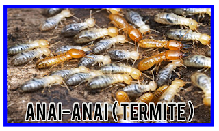 http://sabripestcontrol.blogspot.my/2016/08/anai-anai-termite.html