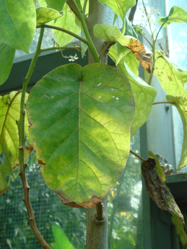 Fotografiando plantas: Tomate de árbol