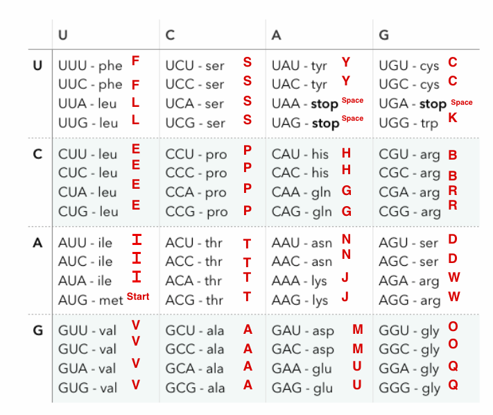 Biology: Codon Dictionary