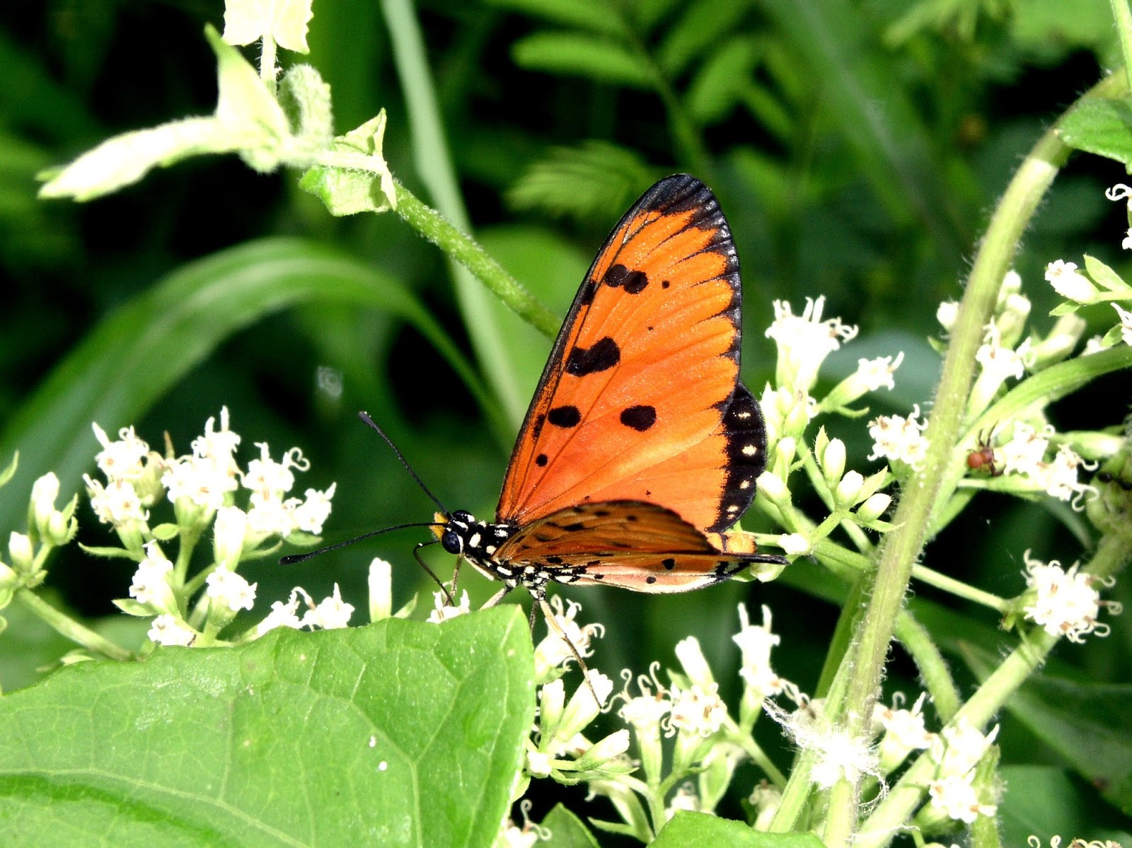 Common Butterflies of Singapore