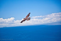 Galapagos Hawk Soaring the Pristine Blue Sky