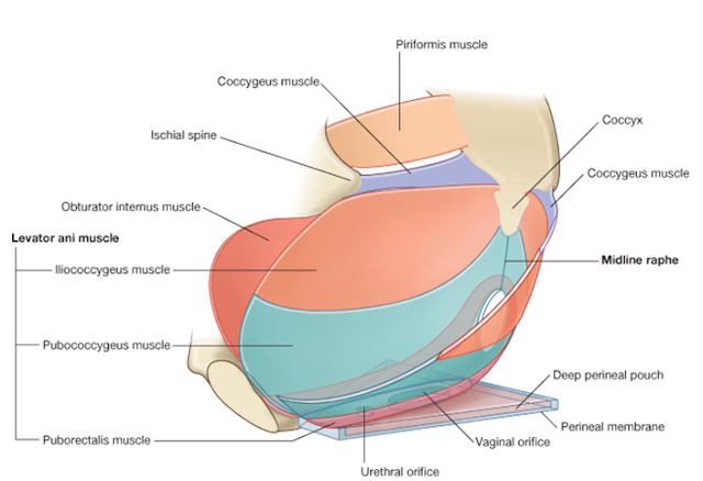 Human Anatomy: Pelvis and Perineum (Lecture Notes)