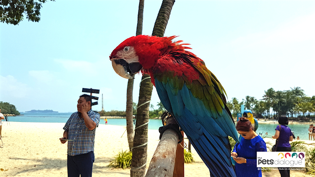 Bird event in Singapore