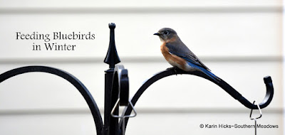 Feeding Bluebirds in Winter