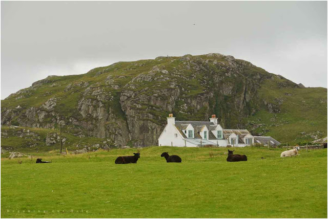 Black sheep Iona Scotland