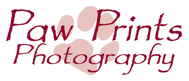 Paw Prints Photography by Lucinda May - Dallas/Fort Worth