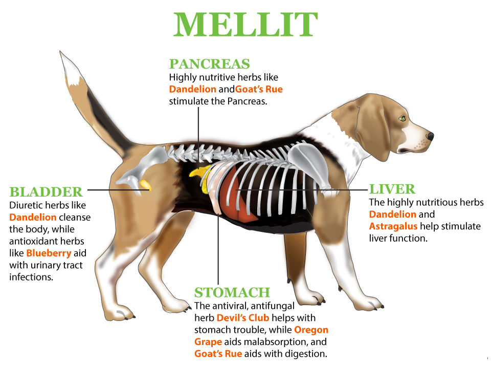 Health And Nutrition Care Tips Diabetes In Animals Symptoms & Treatments