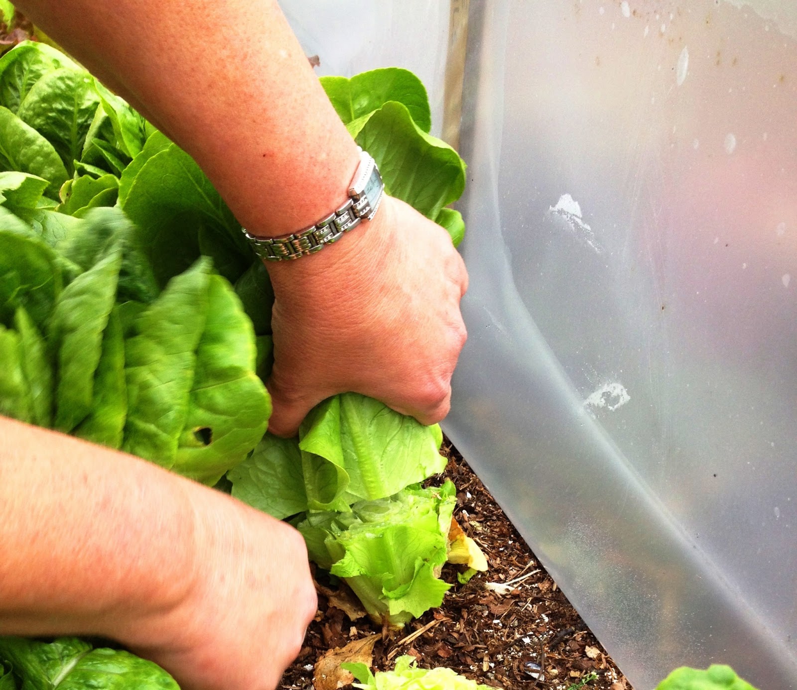 Down To Earth How To Harvest Lettuce......A Tutorial