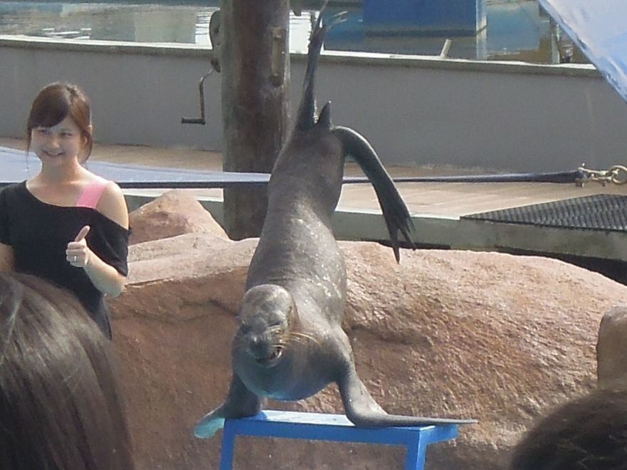 Sea lion show at Manila Ocean Park