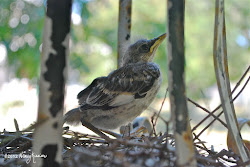 mockingbirds fly wings spread texas away