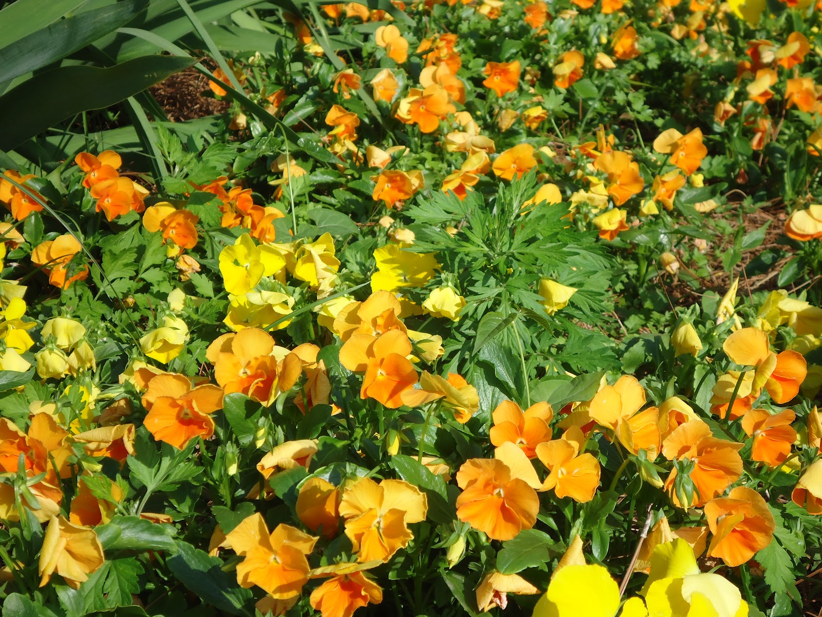 bikingfrancis2011 FloraYazoo City