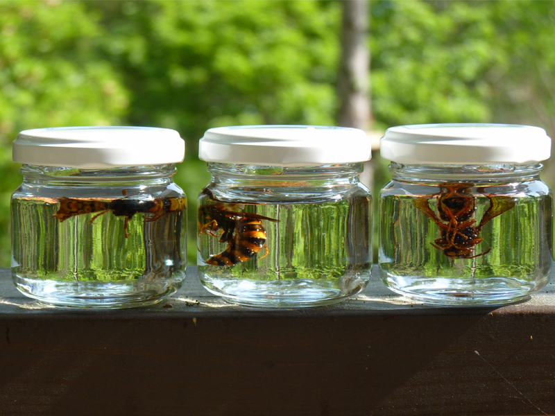 □大型オオスズメバチ 20匹 焼酎漬け720m⑨□送料無料!