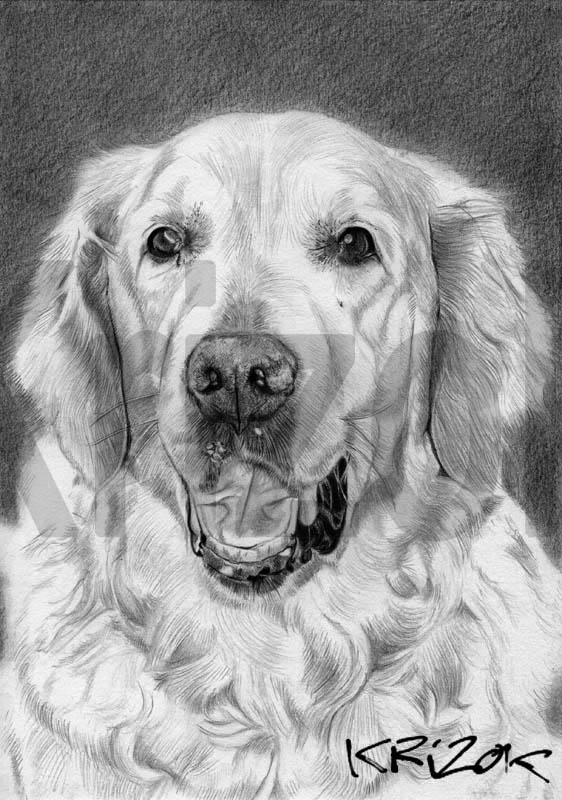 Dessin De Chien Golden Retriever Facile - Chien Nouvelles