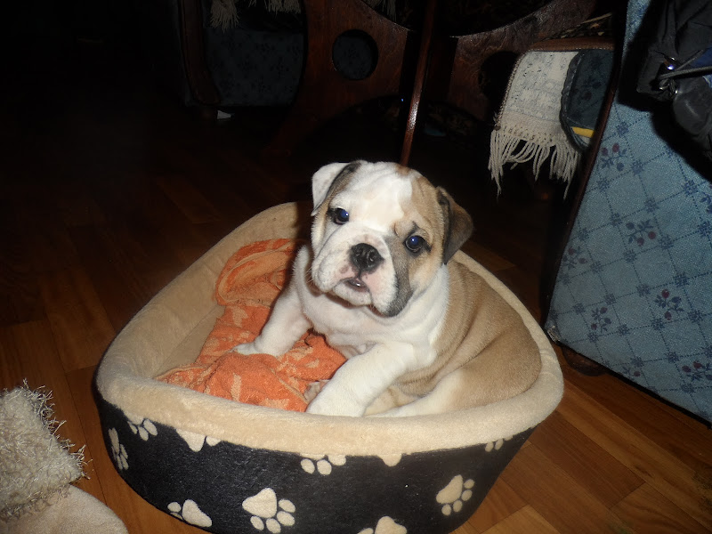 Английский бульдог