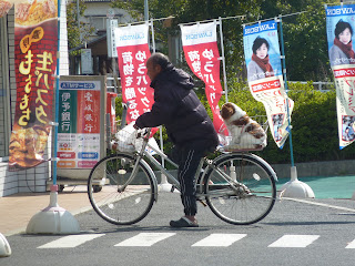 Middle aged, slightly balding man in a big jacket and trackpants on a womens bike with crocs on his feet and with a cute fluffy brown and white dog in a backet at the back. At at Lawsons convience store on Hakatajima on the Shimanami Kaido 