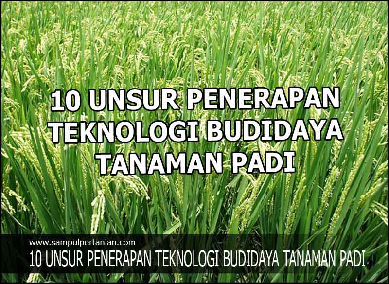 Apa Yang Dimaksud Dengan Budidaya Tanaman Pangan Berbagi Tanam