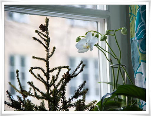 Minigran och orkidé samsas i fönstret