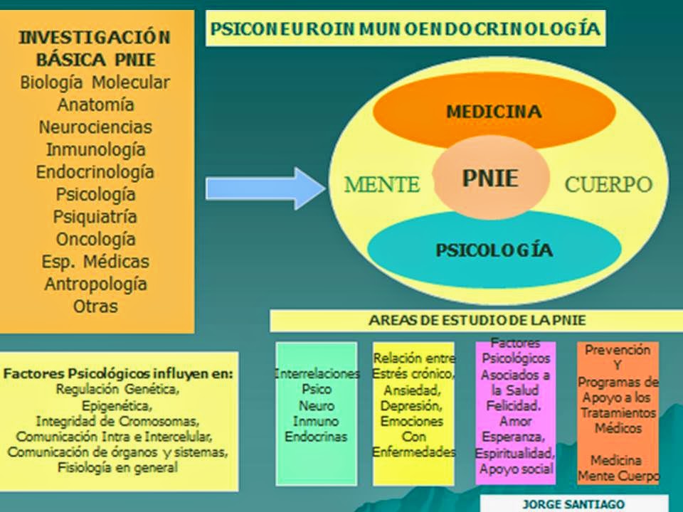 psiconeuroinmunología sistema endocrino sistema inmunologico nervioso salud