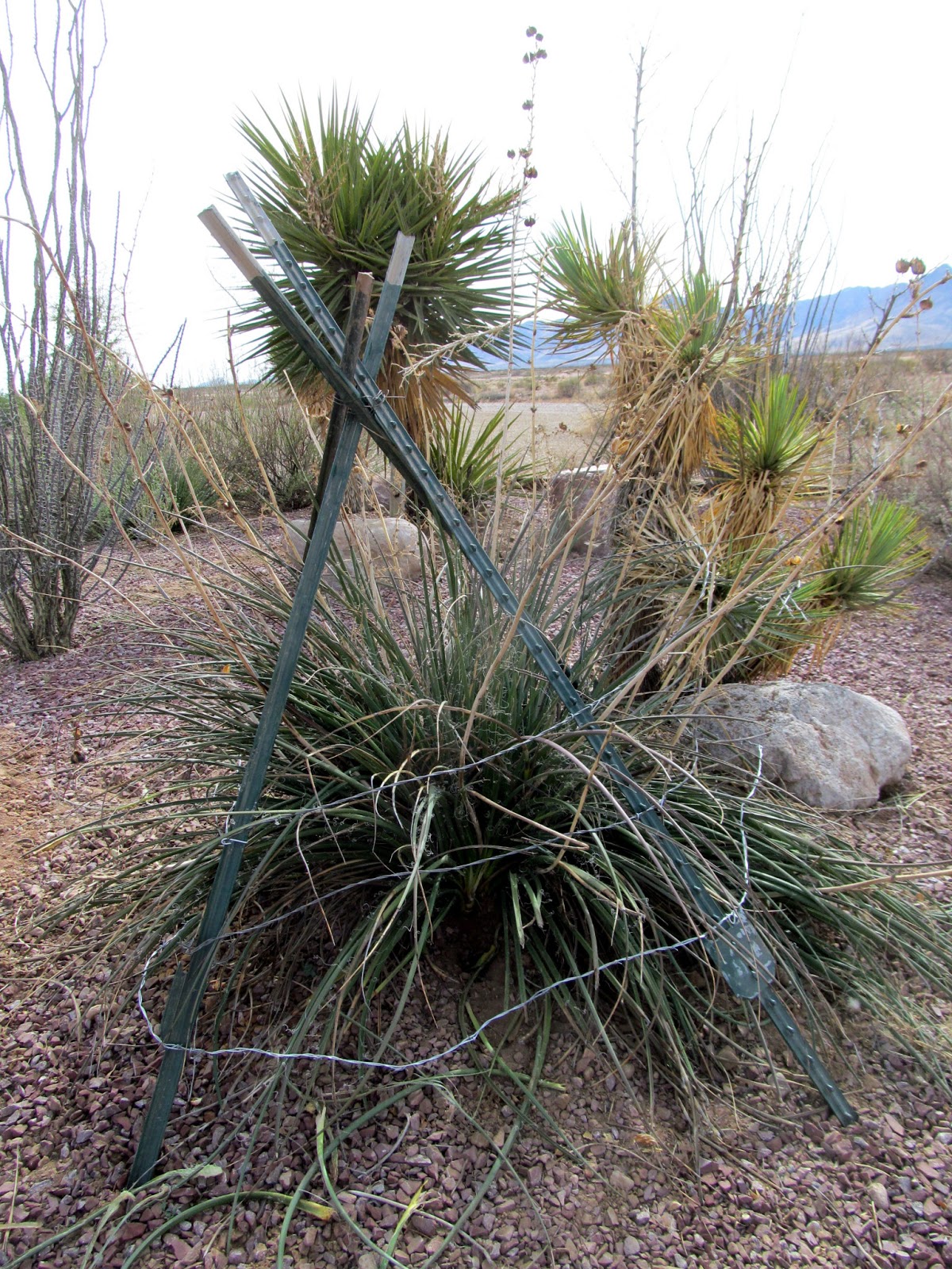 Blogging from the Boot Heel Living with the Wildlife in New Mexico