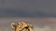 Cheetah predator mobile hd wallpaper