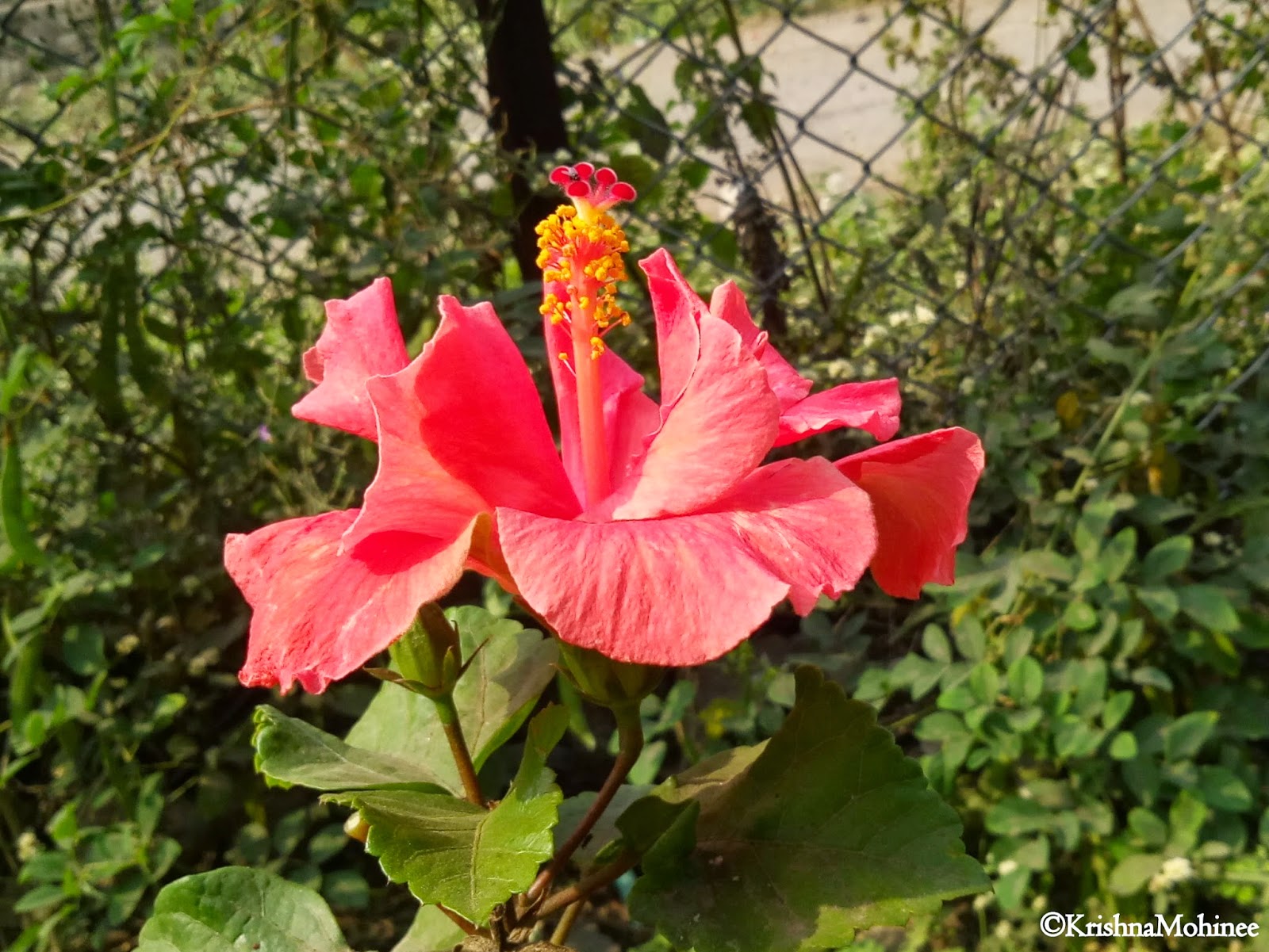 Image: Beautiful Jaswand Flower