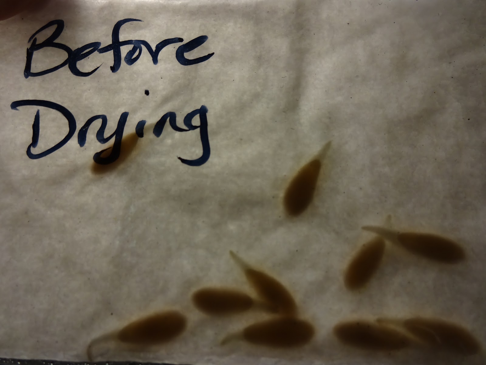 The Scientific Gardener Long Term Storage of Seeds