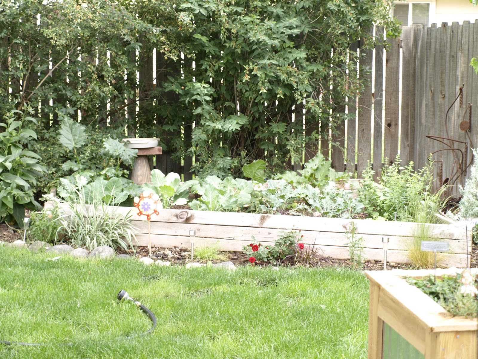 Little Homestead In Boise 30+ Vegetables You Can Grow in Shade, New