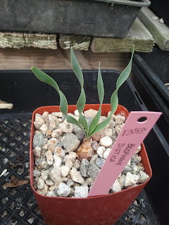 Xeriscape Ninjas: Grigsby Cactus Gardens review