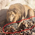 Christian Mauled By Lion After Trying 'To Prove Lord Would Intervene And Save Him'