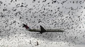 Otro avion atacado por aves. Otro avion atacado por aves.