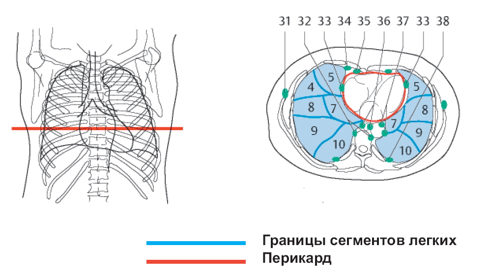 Рентген схема сегменты. Сегменты легких на кт схема саггитальные. Сегменты легких на кт срезах. Сегменты легких кт аксиальные. Сегменты левого легкого на кт.