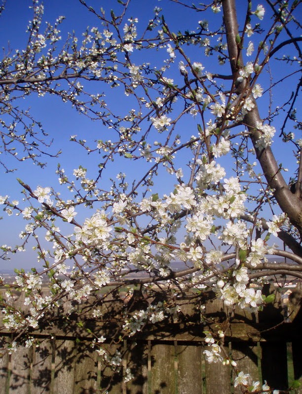Blogul Simonei Un Copac Cu Flori