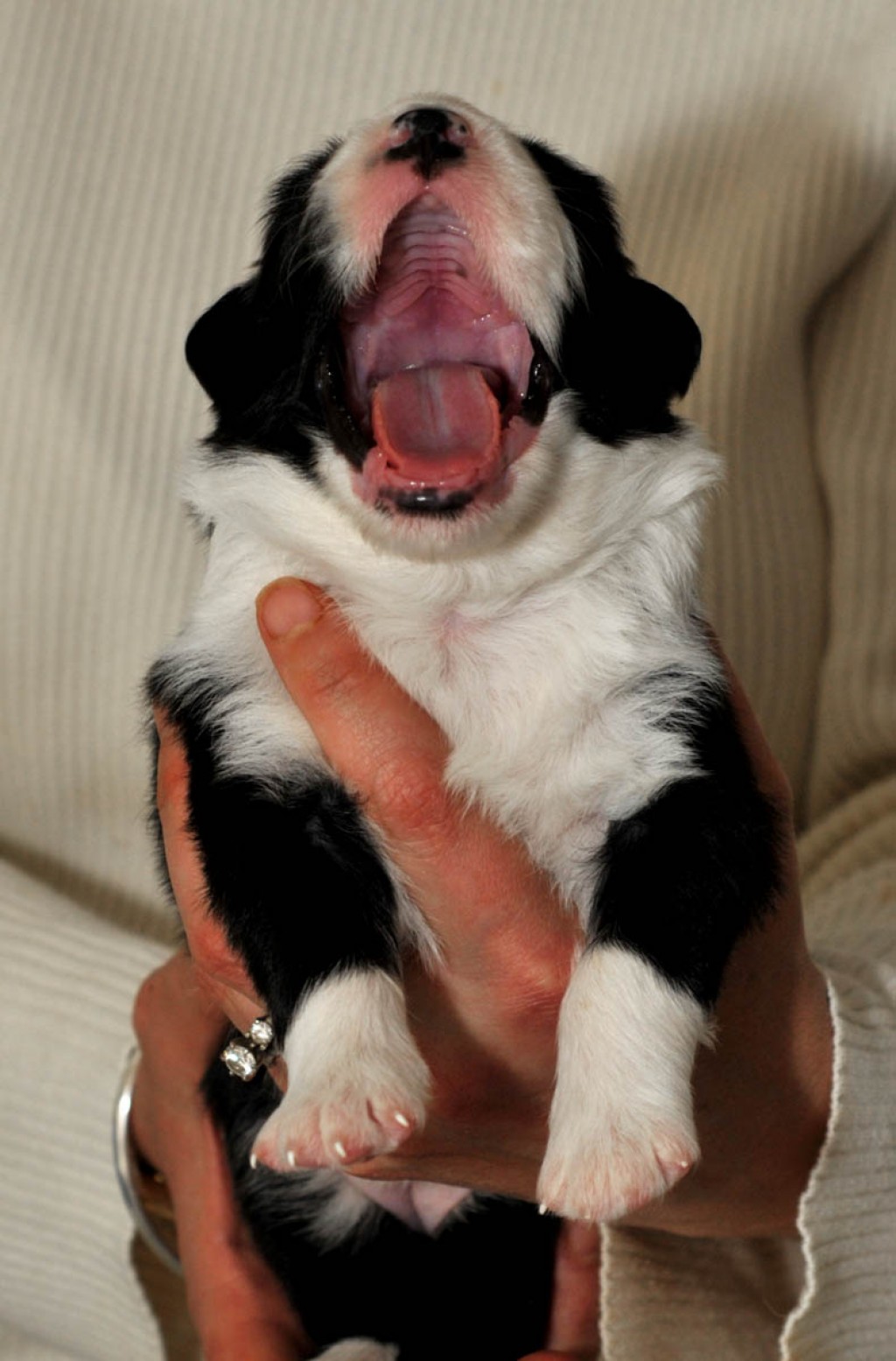 Do Dogs Teeth Fall Out With Age